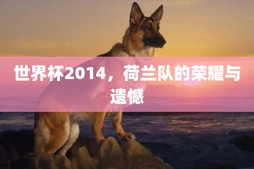 世界杯2014，荷兰队的荣耀与遗憾